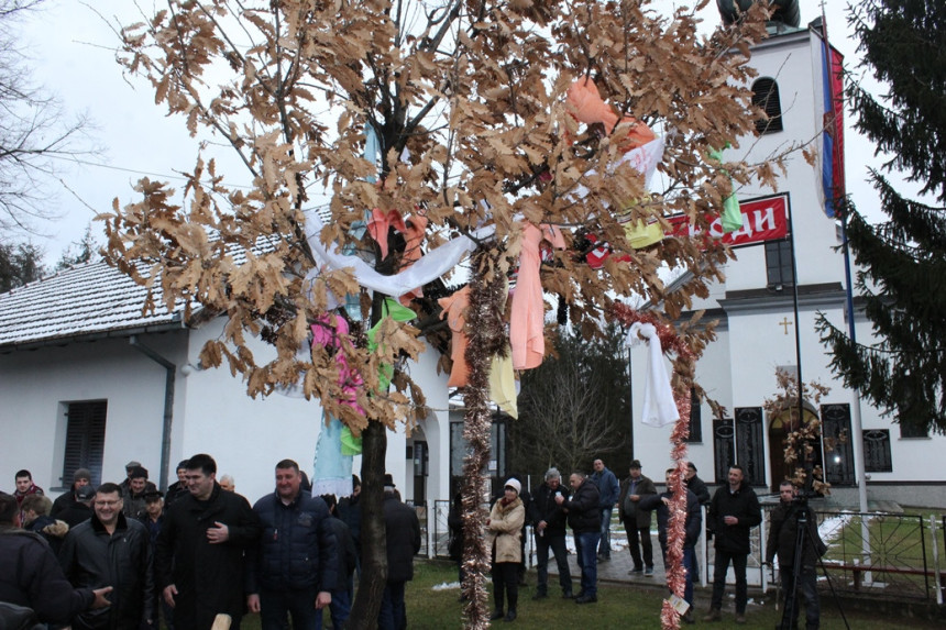 Tradicionalna sječa badnjaka