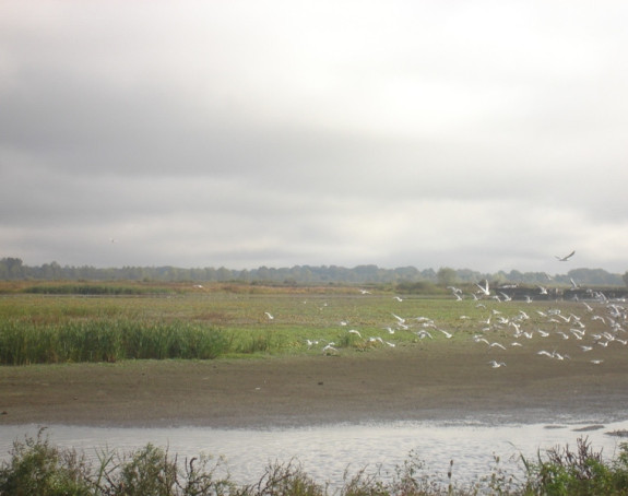 Уништен природни резерват Бардача 