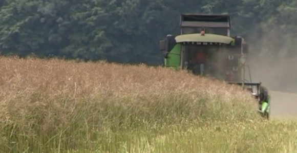 Savjetovanje o proizvodnji uljarica