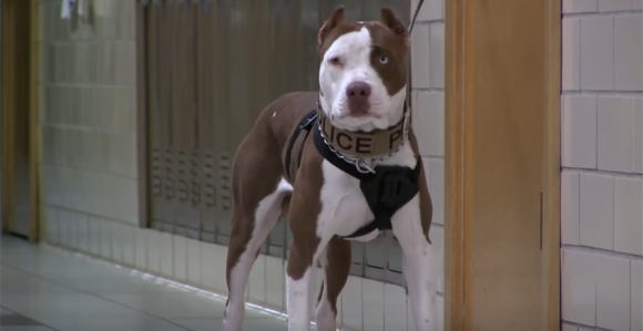 Pas ubio ženu u Pančevu