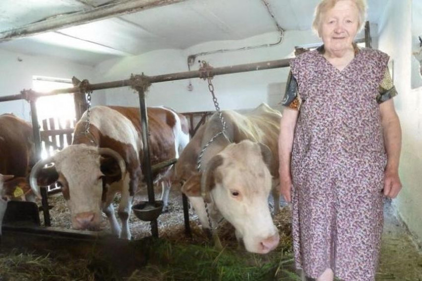 Најстарија европска крава живи у Словенији