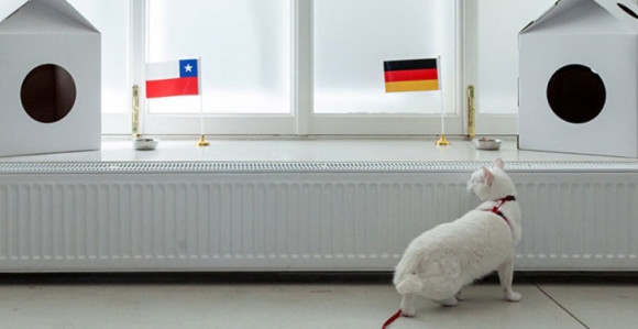 Mačak zvanični ''prorok'' prvenstva