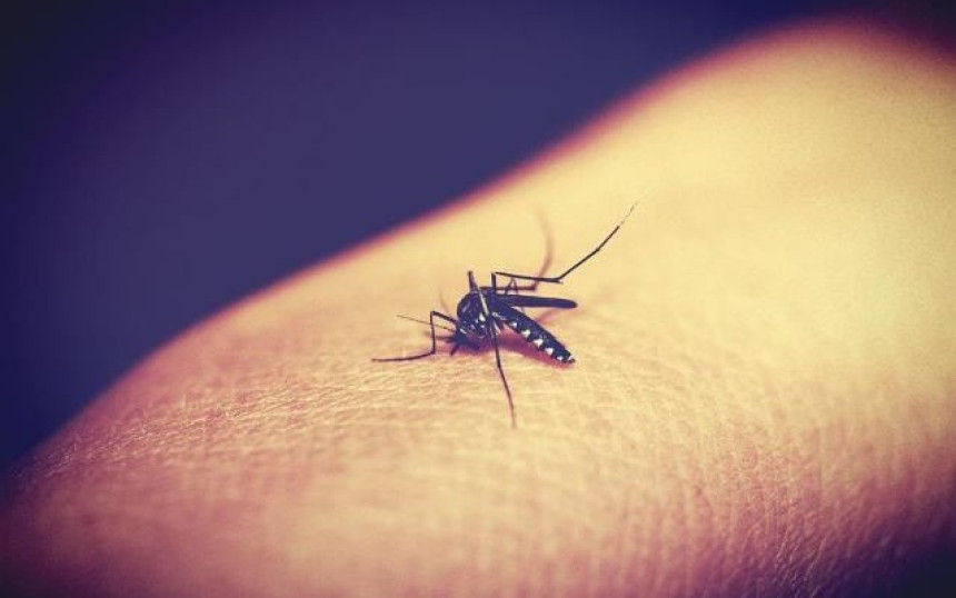 Која крвна група привлачи комарце?