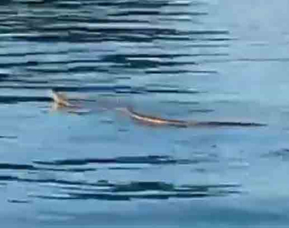 Hrvatska: Zmija pliva Jadranom 