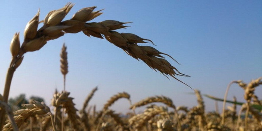 Zašto je propala pšenična bajka?