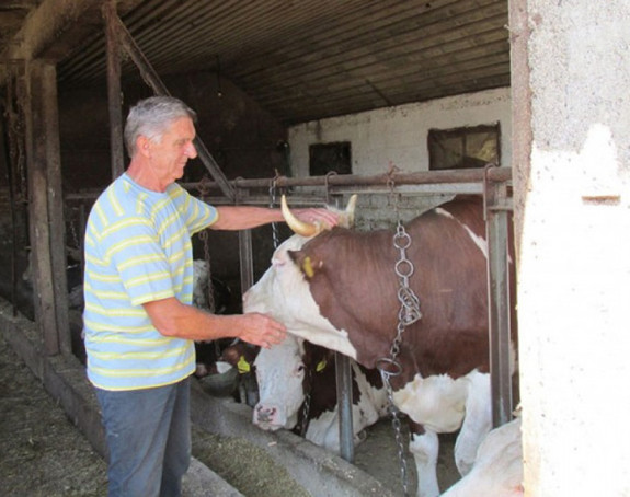 Nedeljkove krave s imenima estrade