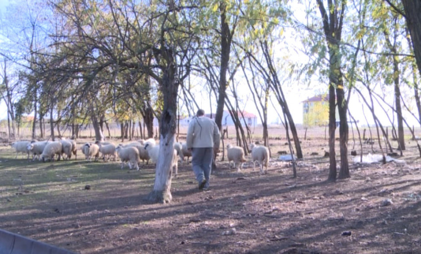 Bijeljina: Šakal ubio 20 ovaca