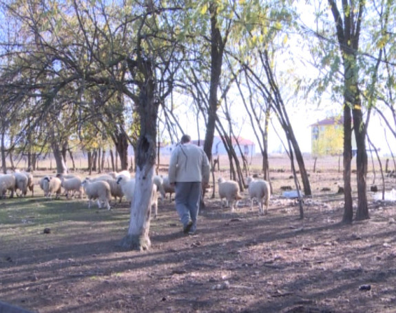 Bijeljina: Šakal ubio 20 ovaca