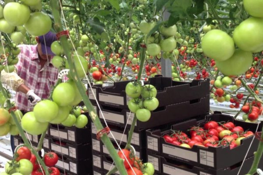 Solarna farma bez zemljišta i pesticida