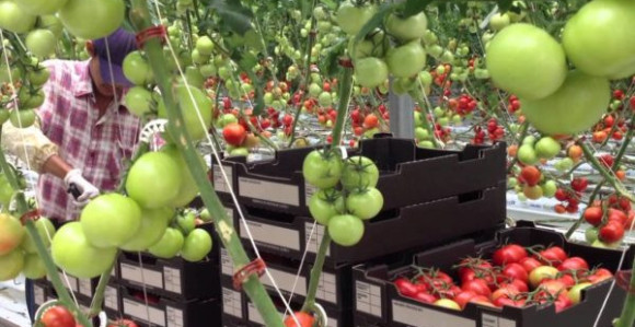Solarna farma bez zemljišta i pesticida