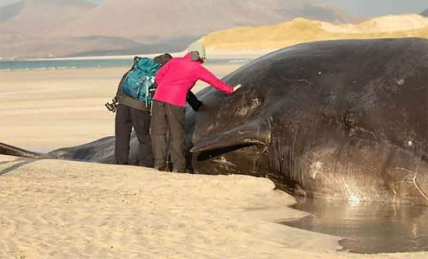 Kit od 60 tona pronađen nasukan na obali
