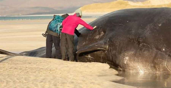 Кит од 60 тона пронађен насукан на обали
