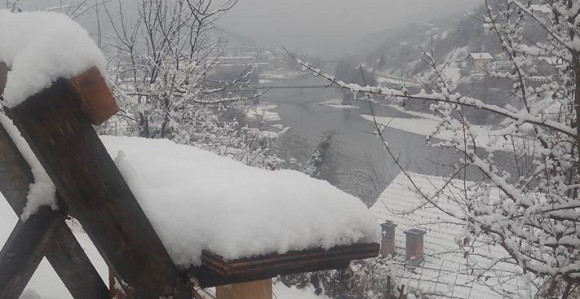 Foča u snijegu i sa procvjetalom ružom