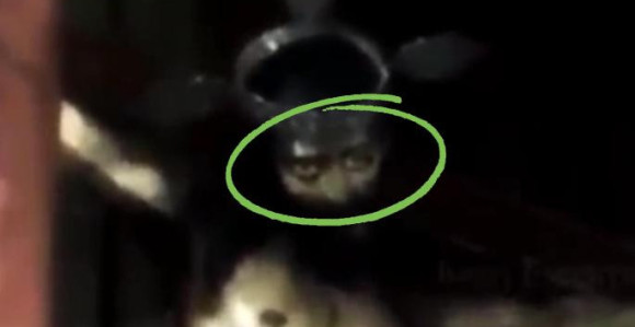 Šokantan snimak: Isus otvara oči!