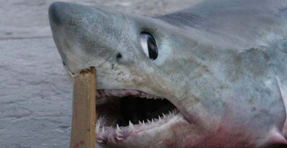 Jadran: Ulovljen morski pas