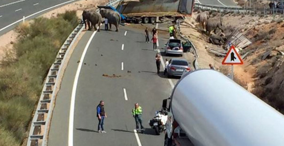 U sudaru jedan slon stradao