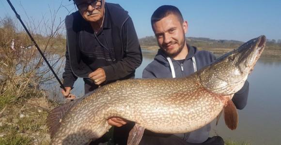 U Vrbasu ulovio štuku od 122 cm