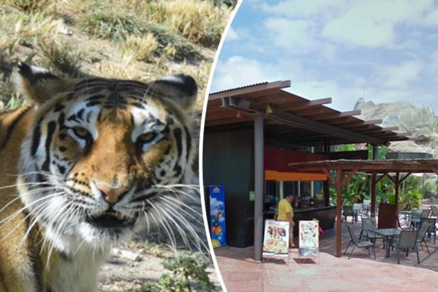 Tigar ubio radnicu zoološkog vrta 