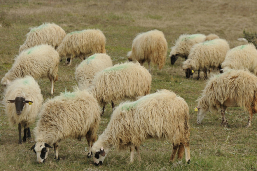 Grom ubio cijelo stado ovaca