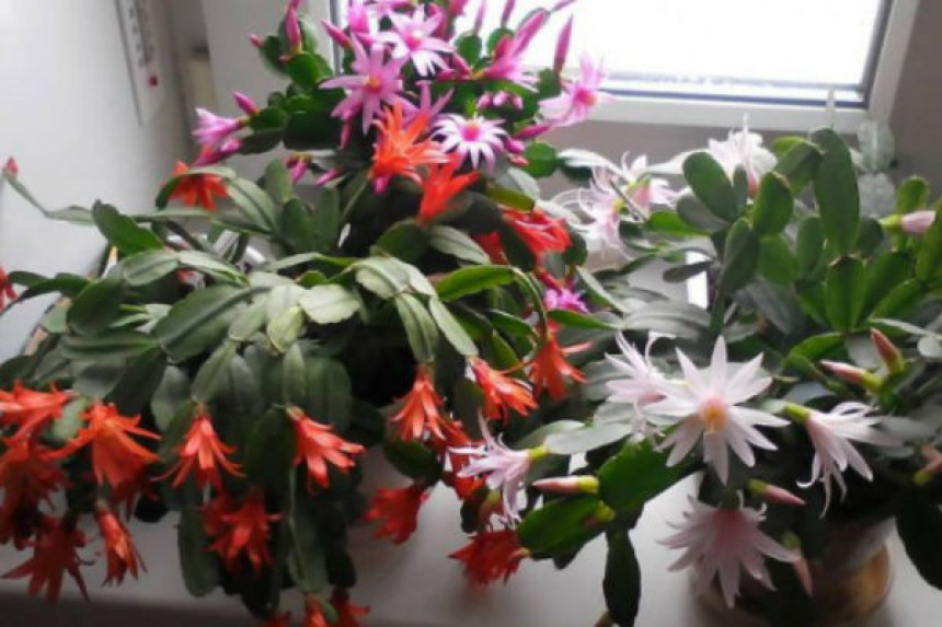 Katanac na radnju zbog 3,5 marke