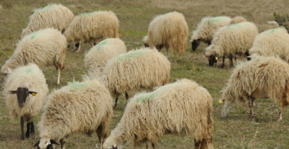 Grom ubio cijelo stado ovaca