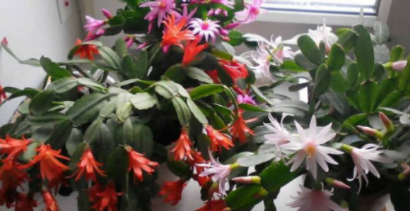 Katanac na radnju zbog 3,5 marke