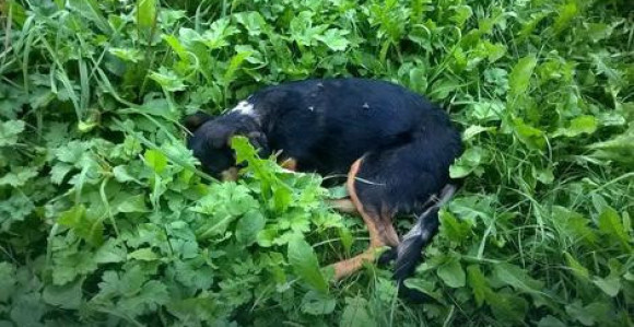 Šta se krije iza slučaja uginulog psa iz Tuzle?