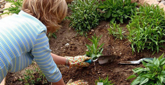 Korov ublažava anemiju