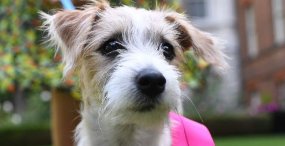 Pas premijera: Život Dilana kao Pepeljugin