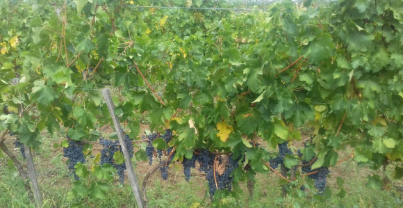 "Božje selo" kod Valjeva neće grad 