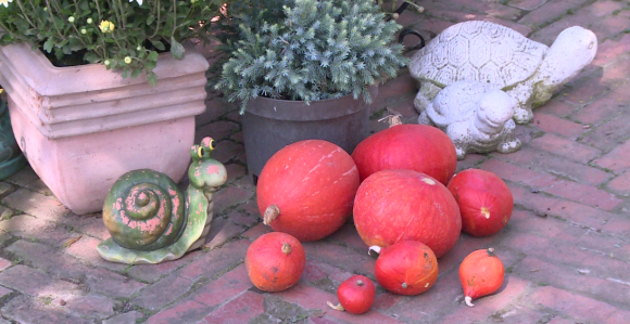 Jesenja dekoracija dvorišta