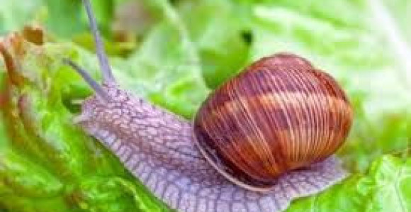 Briga o prirodi: Evakuacija puževa u Vel.Britaniji