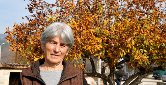 Višegrad: Najljepše stablo mušmule