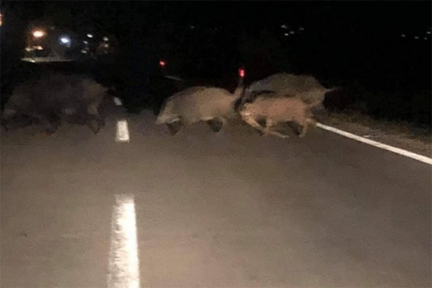 Дивље свиње се спустиле са брда у Сански Мост