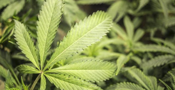 Starica slučajno drogirala djecu