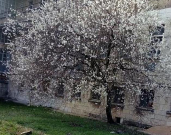 Ranim beharom najavila proljeće