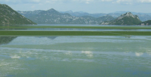 Uhapšen monah zbog tragedije