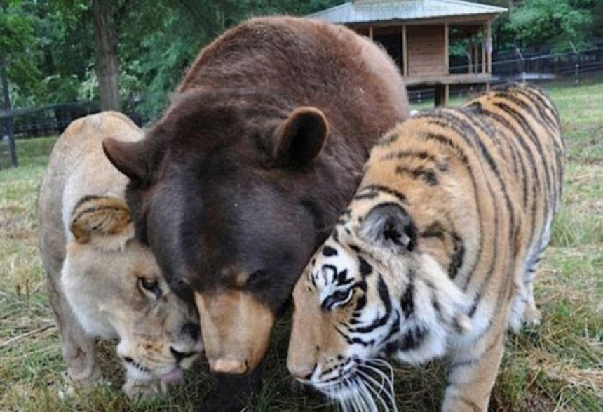 Тигар, лав и медвед нераздвојни