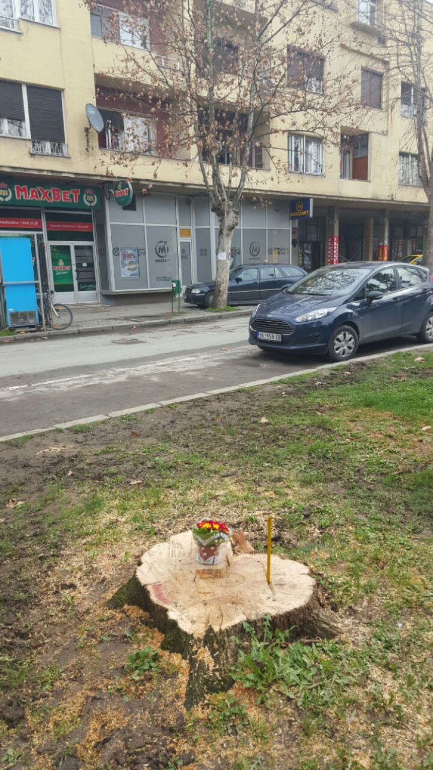 Лозничани не дају да се сијеку платани