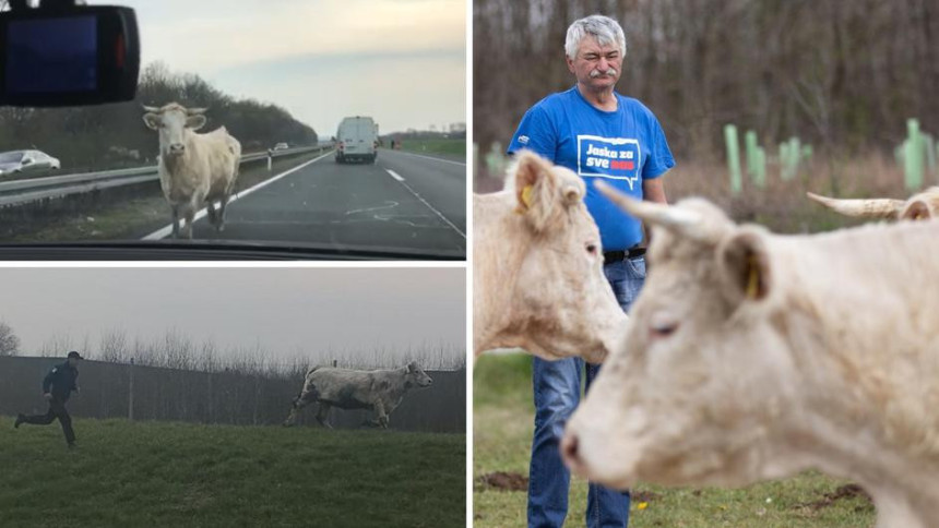 Hrvatska: Stani, kravo, policija!