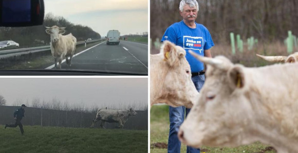 Hrvatska: Stani, kravo, policija!