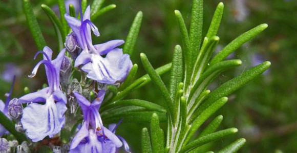 Miris ruzmarina poboljšava pamćenje