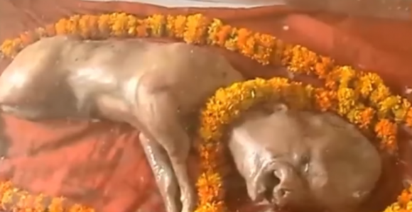 Mole se teletu s "glavom čovjeka"