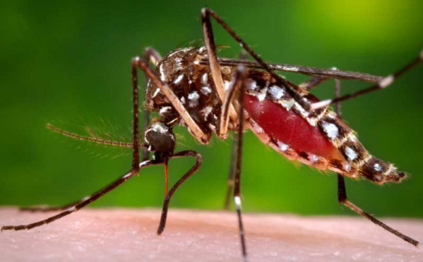 Otkriven drugi slučaj virusa zika u Sloveniji
