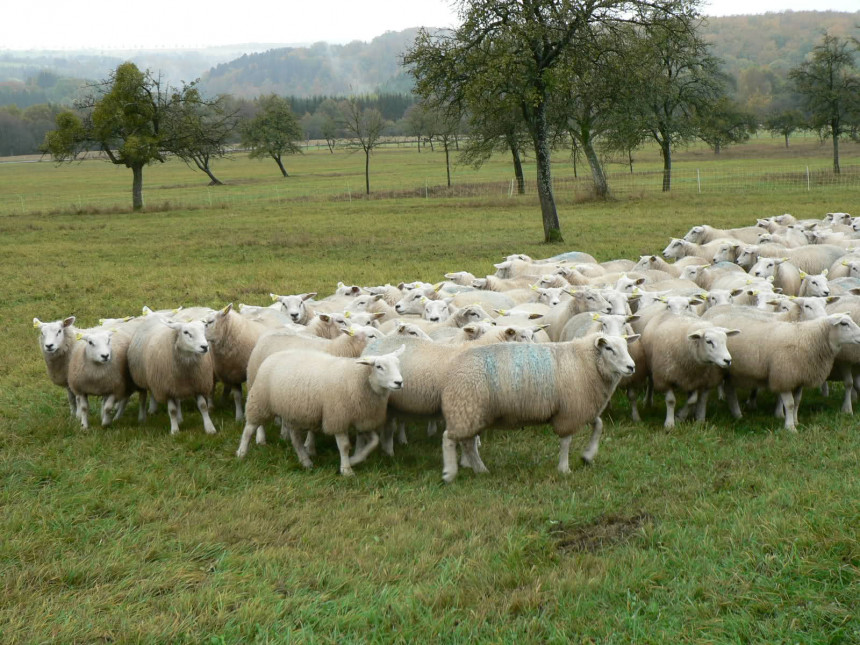 Niko neće da čuva ovce ni za 500 evra 