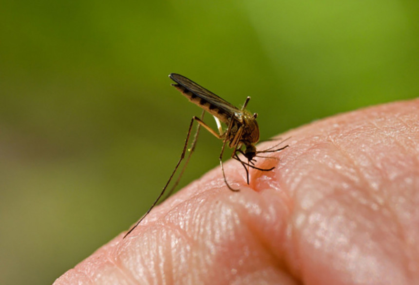 Zaraženi komarci stigli u Beograd 