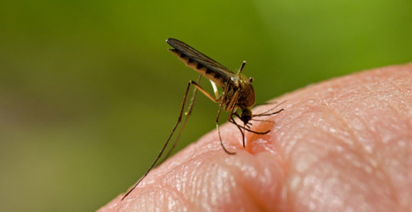 Zaraženi komarci stigli u Beograd 