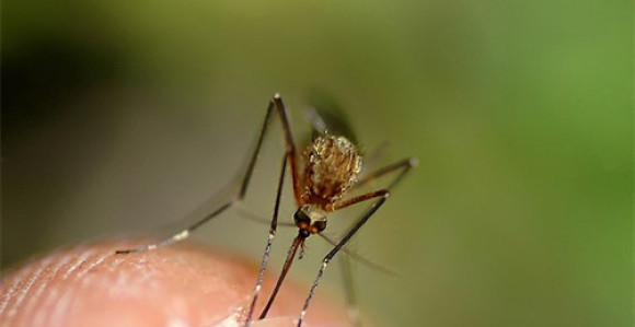 Da li su insekti opasniji nego što mislimo?