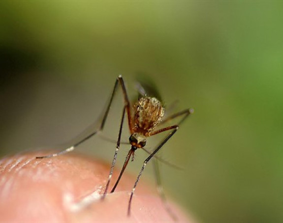 Da li su insekti opasniji nego što mislimo?