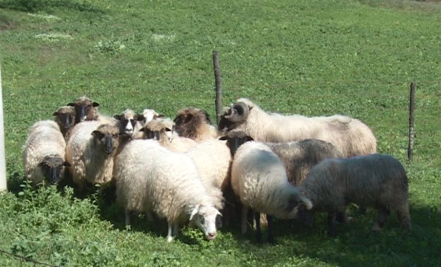 Hiljade zaraženih ovaca u Srpskoj